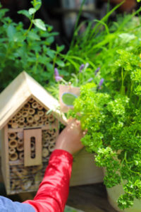 Bienen retten geht so