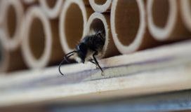 trauhaus für bienen selber bauen